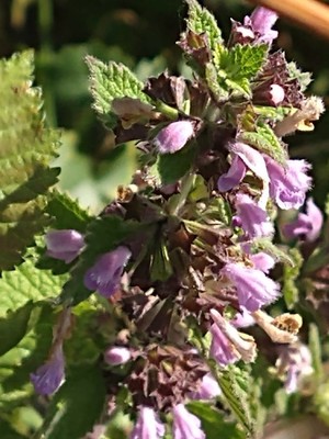 photo of Black Horehound