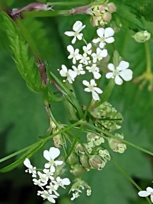 photo of Cow Parsley