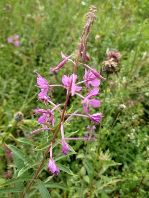 photo of Rosebay Willowherb