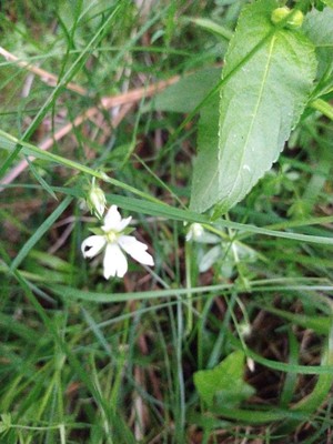 photo of Greater Stitchwort