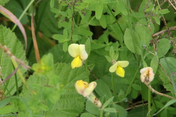photo of Dragon's Teeth