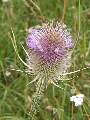 photo of Teasel