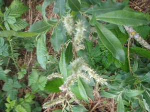 photo of White Willow