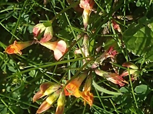 photo of Bird's Foot Trefoil