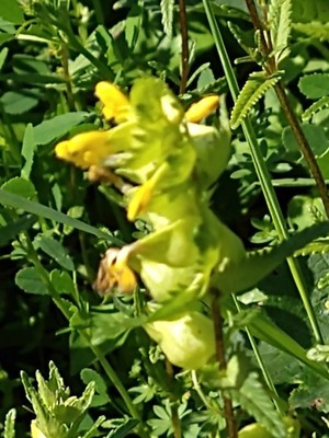 photo of Yellow Rattle