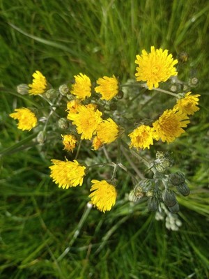 photo of Beaked Hawk's Beard