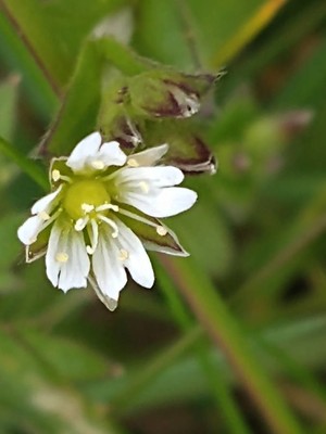 photo of Common Mouse Ear