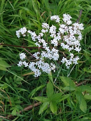 photo of Common Valerian