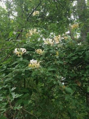 photo of Honeysuckle