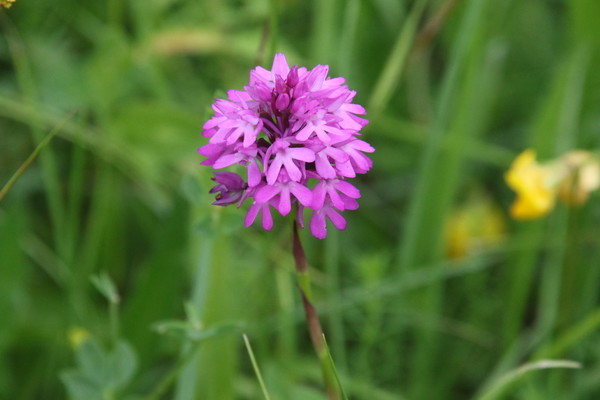 photo of Pyramidal Orchid