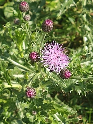 photo of Creeping Thistle
