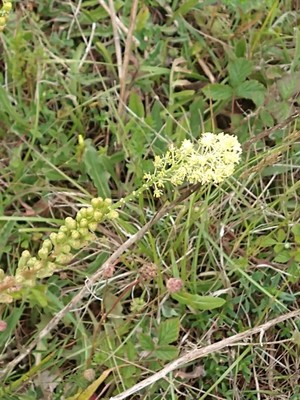 photo of Wild Mignonette
