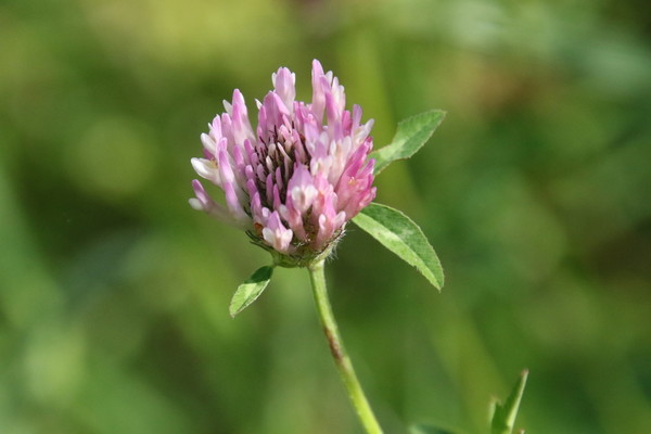 photo of Red Clover