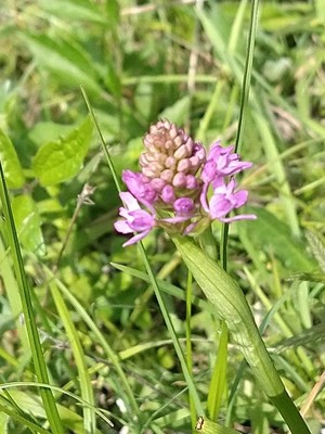 photo of Pyramidal Orchid