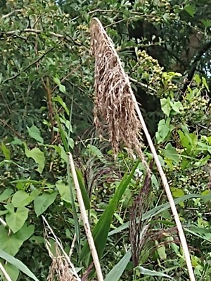 photo of Common Reed