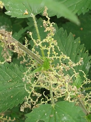 photo of Common Nettle