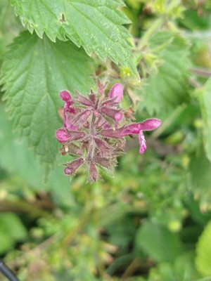 photo of Hedge Woundwort