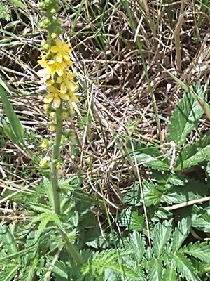 photo of Agrimony