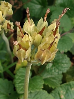 photo of Cowslip