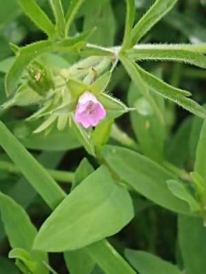photo of Cut Leaved Crane's Bill