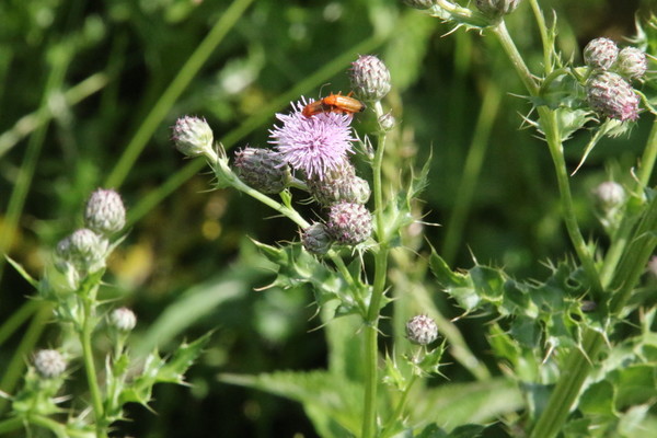 photo of Creeping Thistle