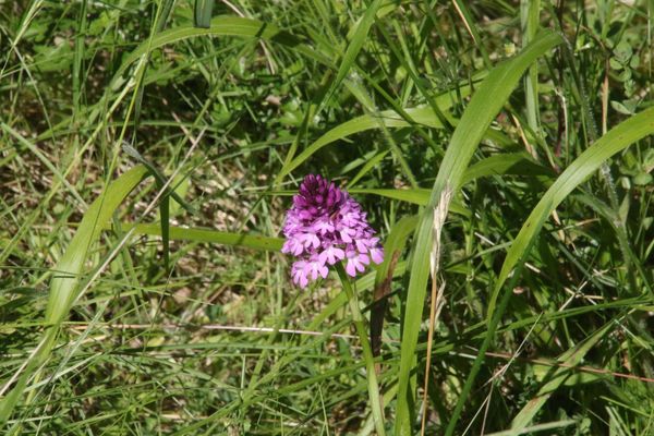 photo of Pyramidal Orchid