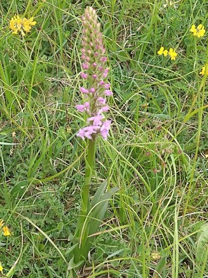 photo of Chalk Fragrant Orchid