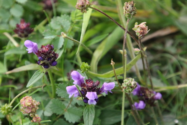 photo of Selfheal