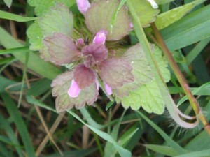 photo of Red Dead Nettle