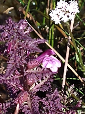 photo of Marsh Lousewort