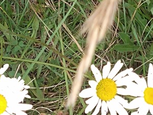 photo of Oxeye Daisy
