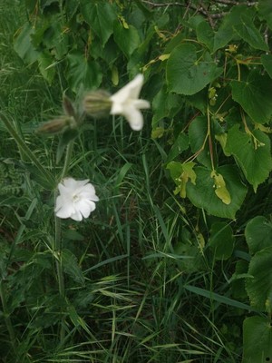 photo of White Campion