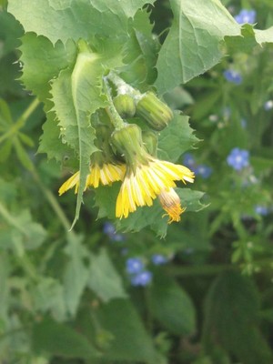 photo of Prickly Sow Thistle