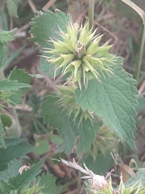 photo of White Dead Nettle