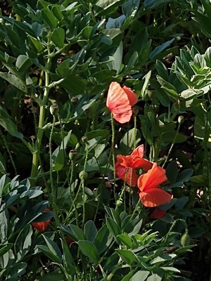 photo of Common Poppy