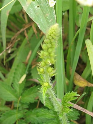 photo of Agrimony