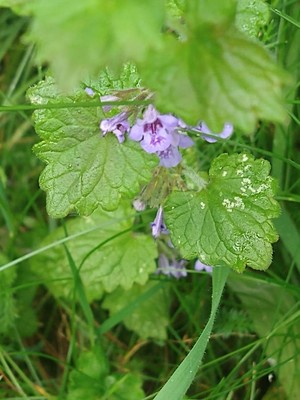 photo of Ground Ivy