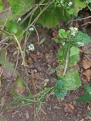 photo of Garlic Mustard