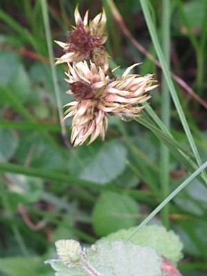 photo of False Fox Sedge