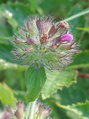 photo of Wild Basil