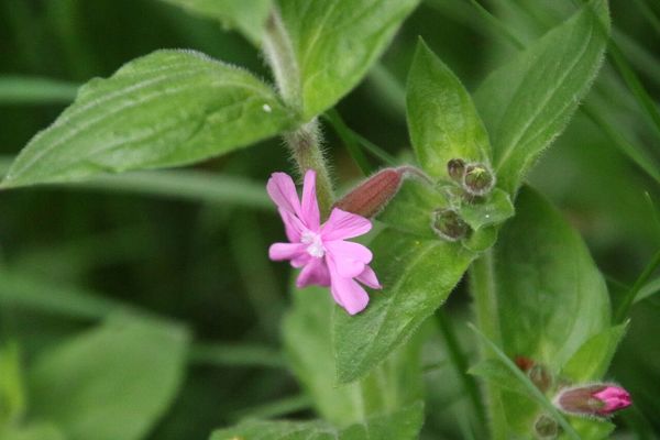 photo of Red Campion