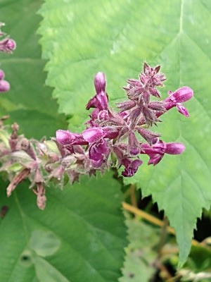 photo of Hedge Woundwort