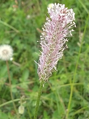 photo of Hoary Plantain