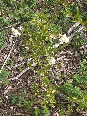 photo of Wild Privet