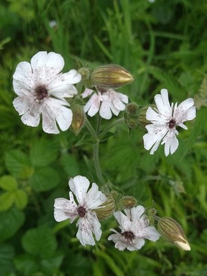 photo of White Campion