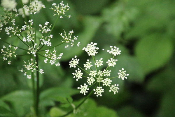 photo of Ground Elder