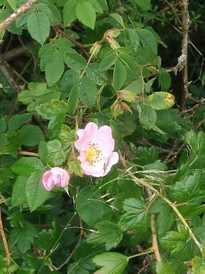 photo of Common Dog Rose