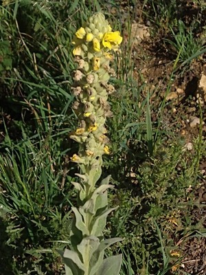photo of Great Mullein
