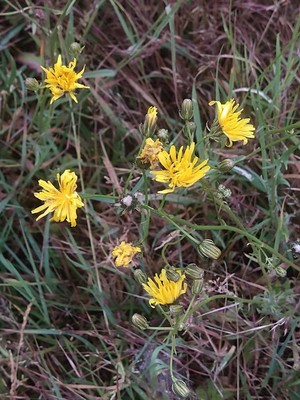 photo of Hawkweed
