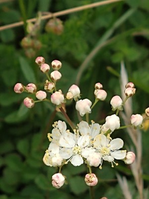 photo of Dropwort